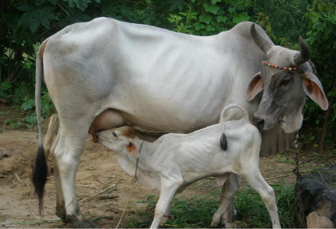 Animal Husbandry: Milk animals can become sick in extreme cold, adopt these methods to protect them from diseases.