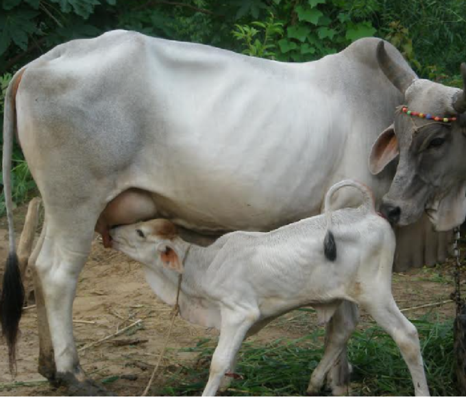 Animal Husbandry: Milk animals can become sick in extreme cold, adopt these methods to protect them from diseases.