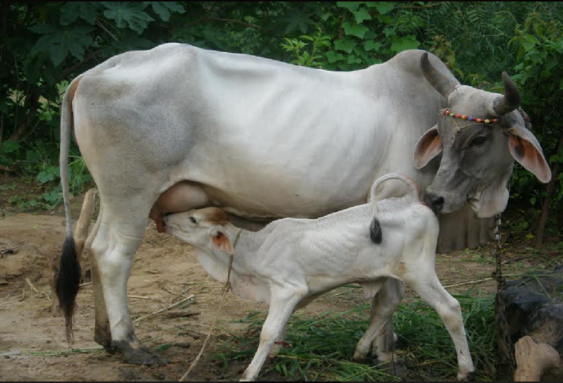 PREGNANT COW,PASHUPALAN, ANIMAL HUSBANDRY