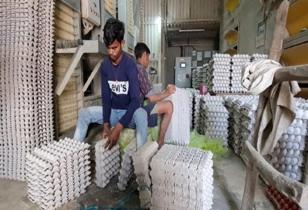 Egg Export, Poultry Farmer, Modi Government, Meat Export