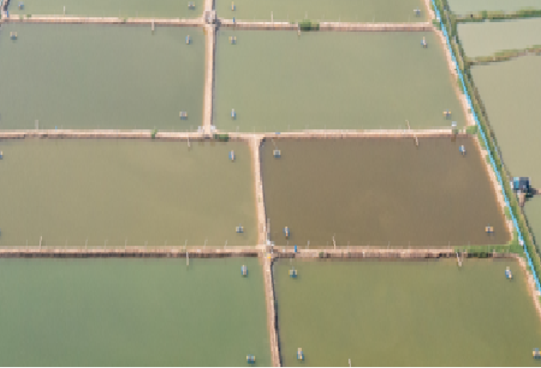 JAMMU KASHMIR,TROUT FISH,