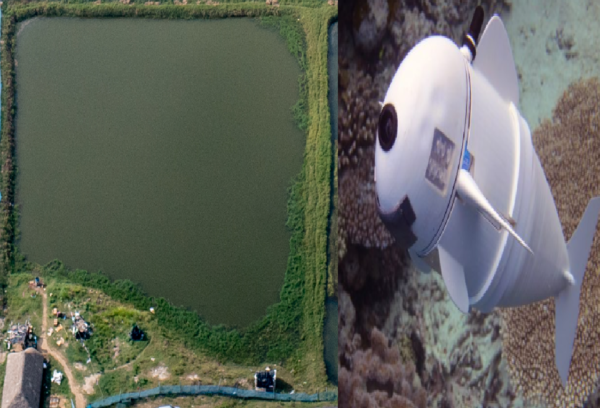 livestock animal news