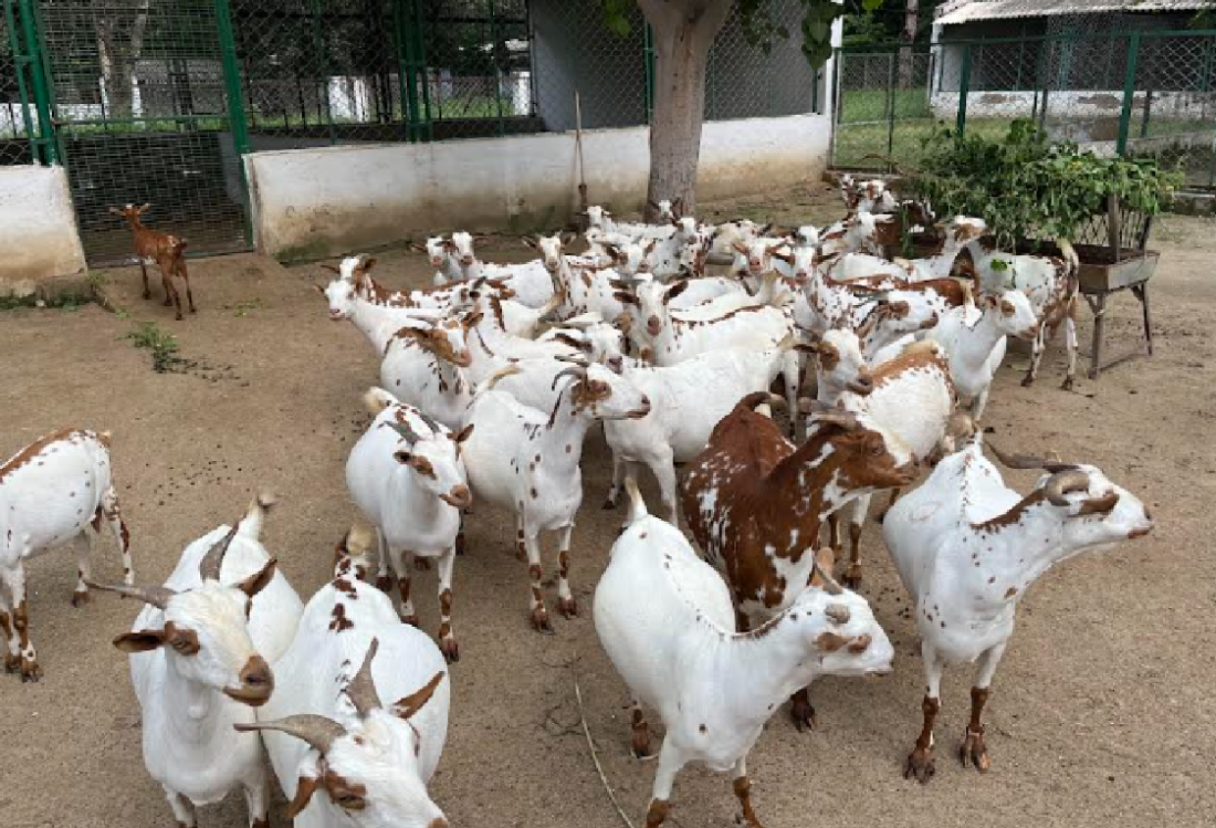 Livestock animal news, goat farming, cirg