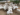 Livestock animal news, goat farming, cirg