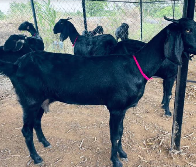 GOAT FARMING, LIVE STOCK NEWS, Solar Dryer Winter Protection System