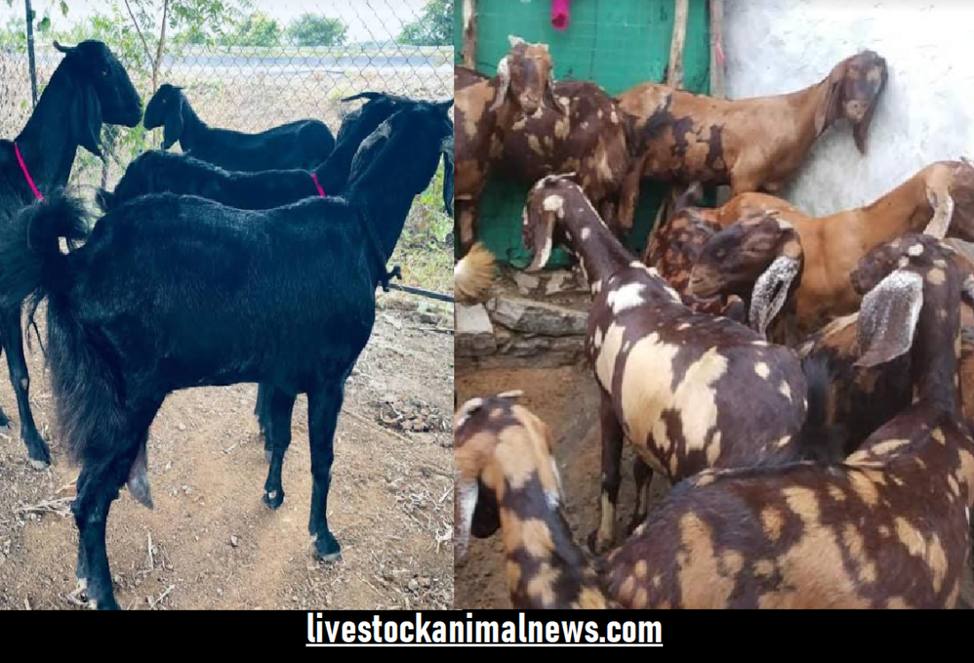 Goat Farming, Names of Goat Research Centers, List of Goat Breeding Centers, CIRG, live stockanimal news