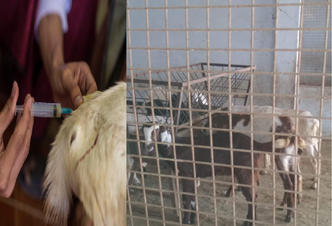 livestock animal news