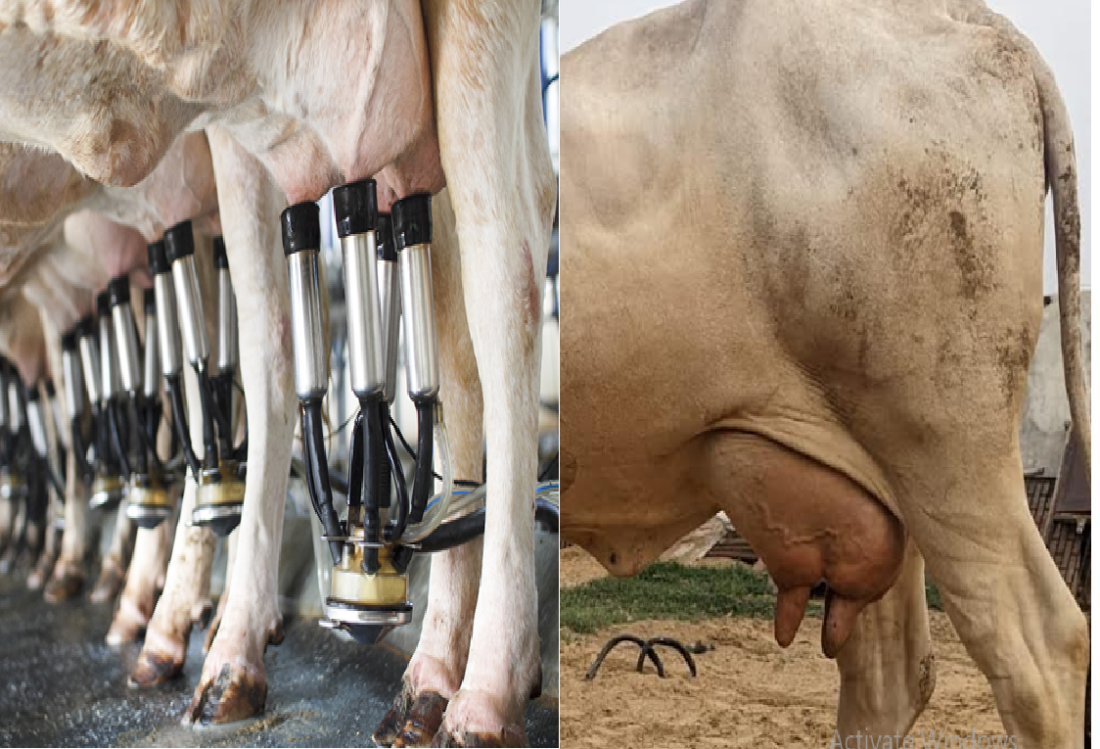 milk production in india
