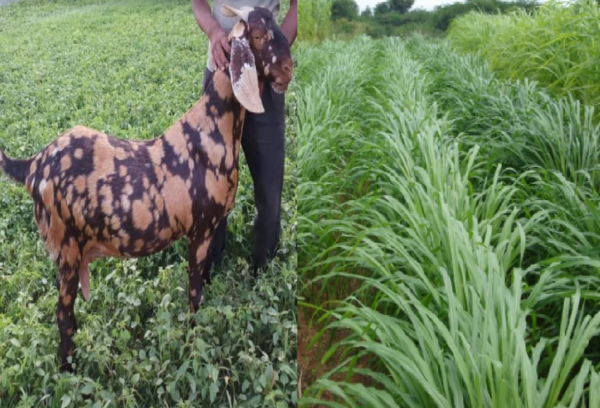 अगर आप चारा व्यवसाय शुरू करना चाहते हैं तो उसे कुछ चरणों में शुरू कर सकते हैं.