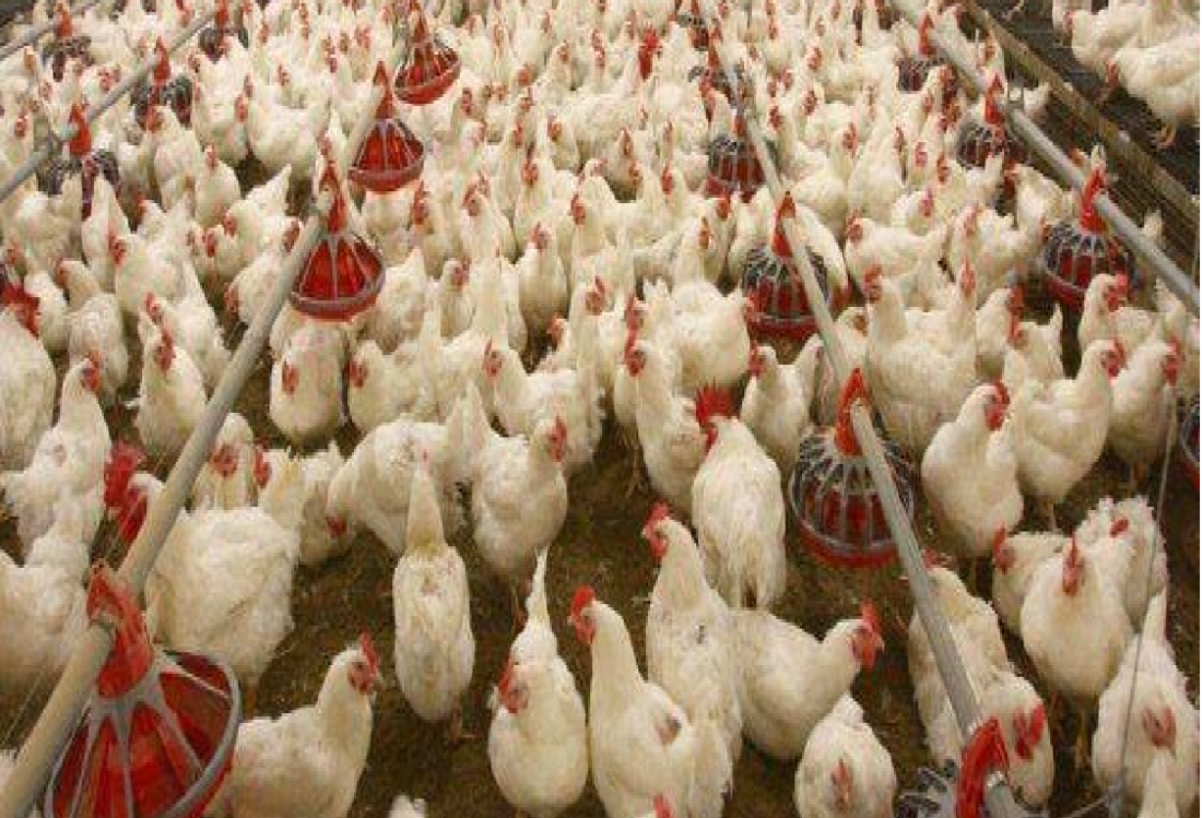 livestockanimalnews- kisan andolan: Chicken supply will be affected in Delhi