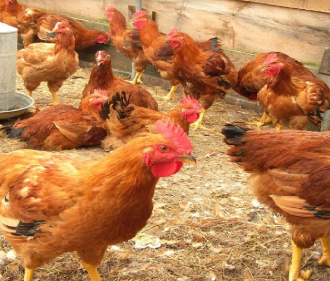 layer hen breeds