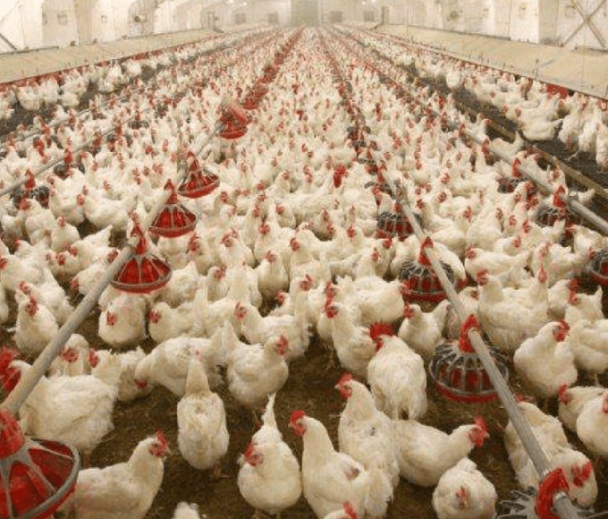 bird flu, poultry, livestock animal news