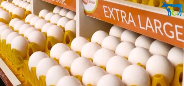 तेलंगाना के जहीराबाद जिले में वनराजा के 25 सप्ताह के मुर्गा एवं मुर्गी का शरीर वज़न भार क्रमशः पौने चार किलो और पौने तीन किलोग्राम था. वनराजा और ग्रामप्रिया नस्ल जलवायु क्षेत्र के लिए उपयुक्त बताया गया.