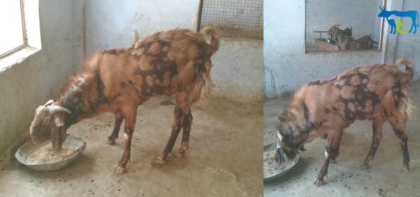 Animal farmers are using AI to produce children of their choice, know the complete technology