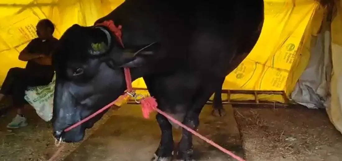 Animal Husbandry: Father of 30 thousand children earns Rs 25 lakh per month from this buffalo and its price is Rs 10 crore.