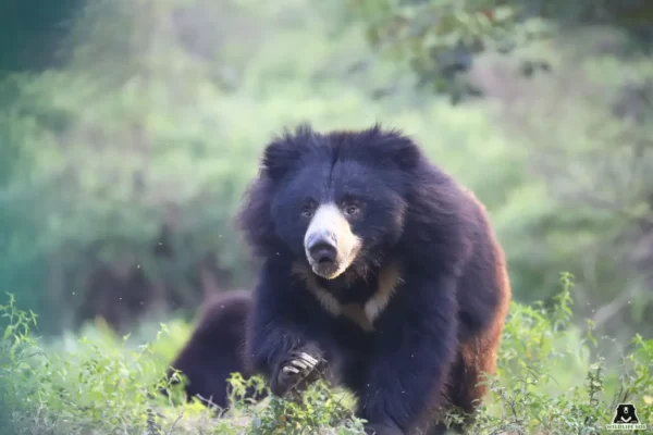 World Sloth Bear Day Sloth Bear, Wildlife SOS, livestockanimalnews