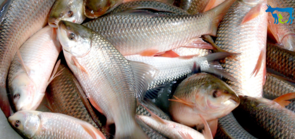 identification of fish disease