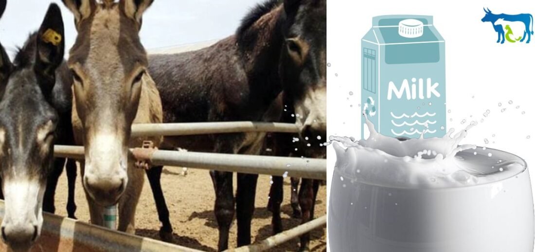 Halari donkey's milk is beneficial, permission for use sought from Equine Research Center FSSAI live stock animal news