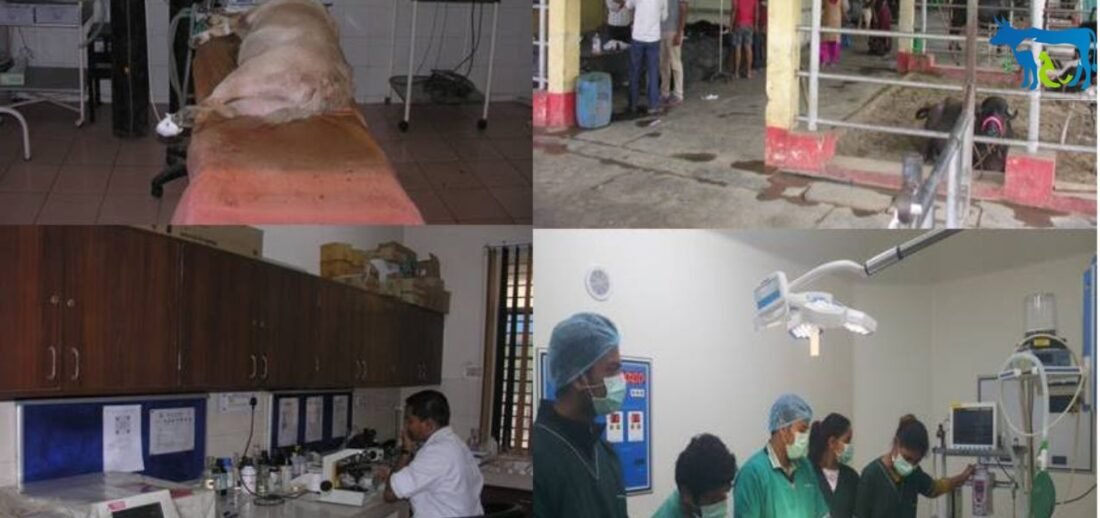 IBRI: The eyes and heartbeat of animals and birds tell that they are sick, pathologists from all over the country are gathering to discuss the same. lives tock animal news