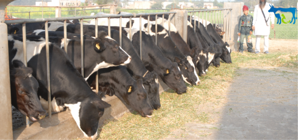 Emphasis on the use of AI in disease surveillance and the need for vaccines to prevent diseases in animals: Rupala, Live Stock News