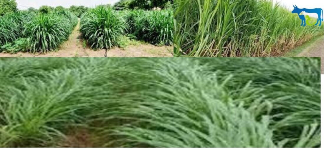 ozela grass in etah, Napier Grass, livestock animal news