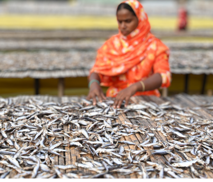 shrimp farming in india