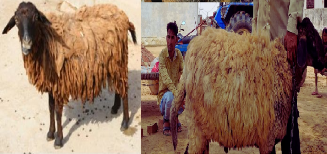chottanagpuri sheep