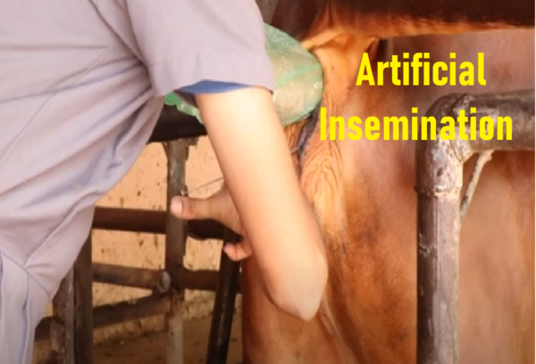 artificial insemination in cattle