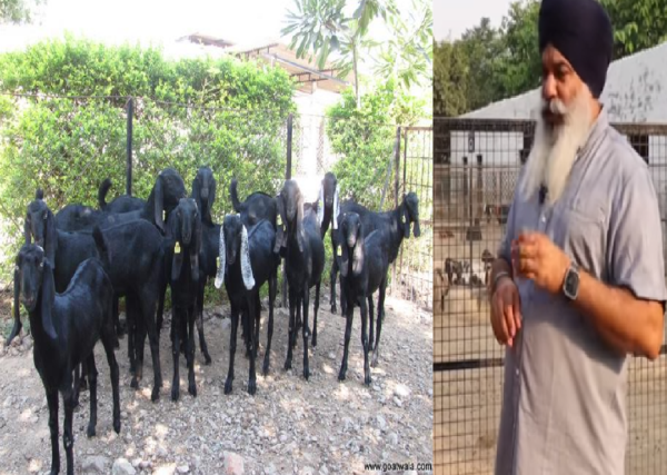 goat farming with beetal goat