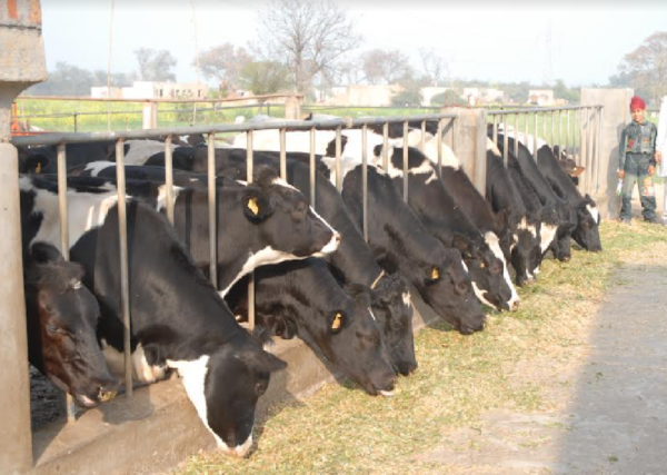 green fodder for cattle