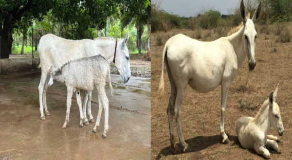 Donkey Population, Donkey Milk, Indian Council of Agricultural Research, ICAR, Equine Research Centre,