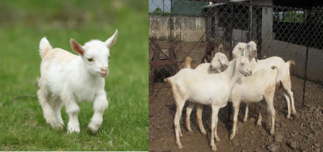 goat baby