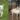 goat baby
