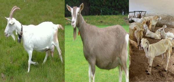 milk production in india