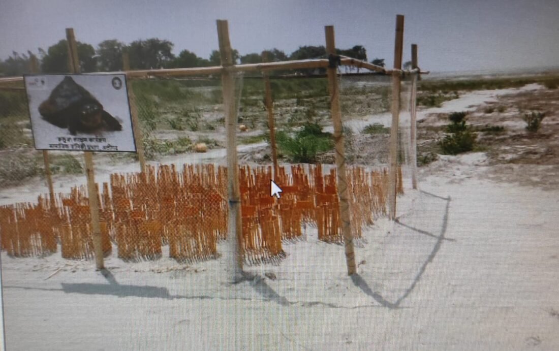 Turtle hatchery will be built on the banks of Ganga, know why the eggs are being preserved livestockanimalnews