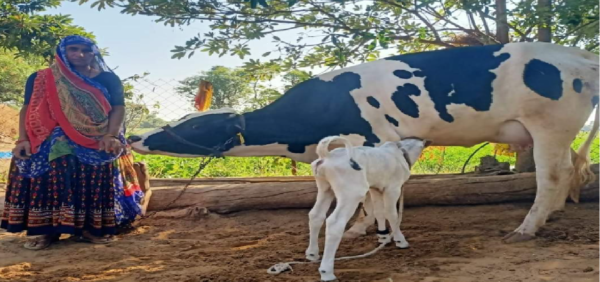 IVF Embryo Implantation Method