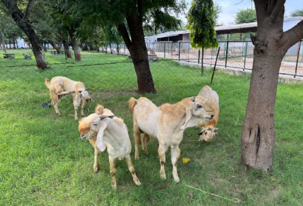 jamnapari bakri breed