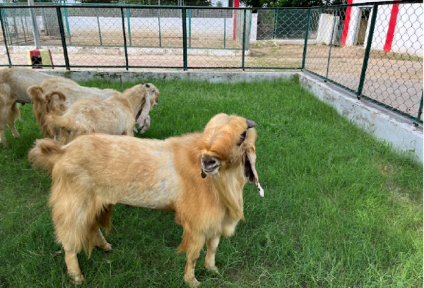 jamnapari bakri breed