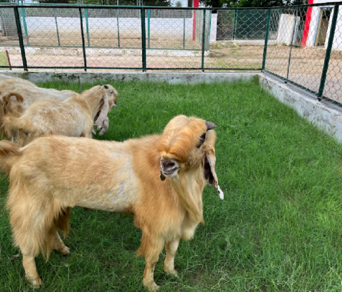 jamnapari bakri breed