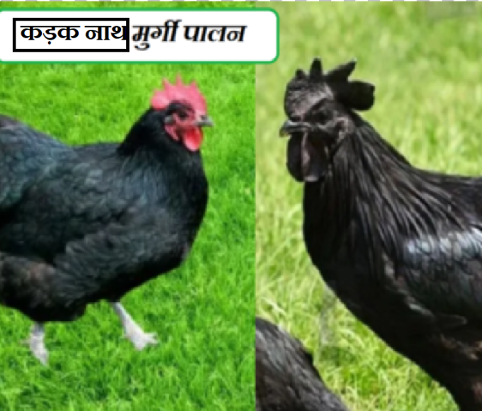 kadak nath murgi