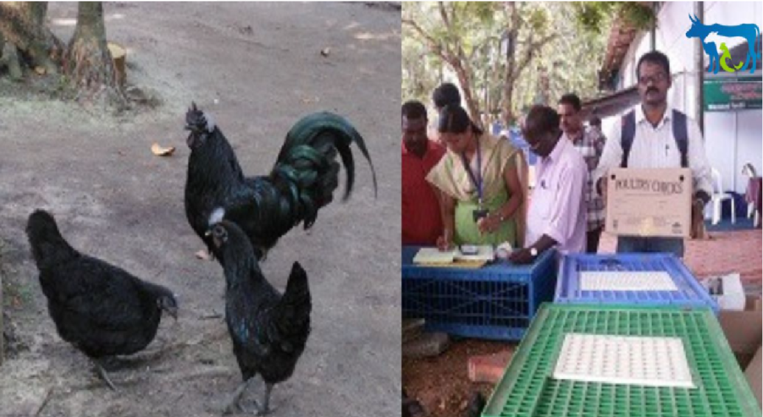 kadaknath chicken farming