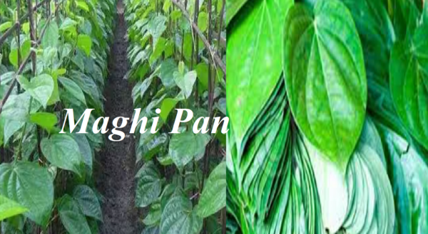 Magahi betel cultivation