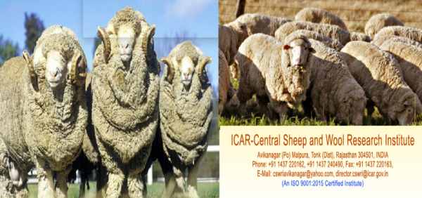 bharat merino sheep