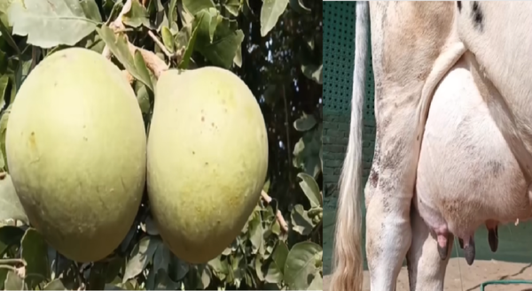 milk production increase