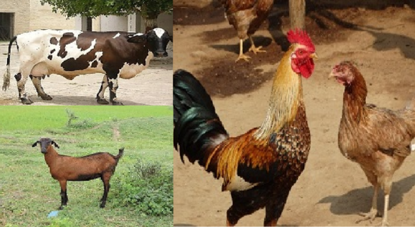 icar-national dairy research institute, karnal