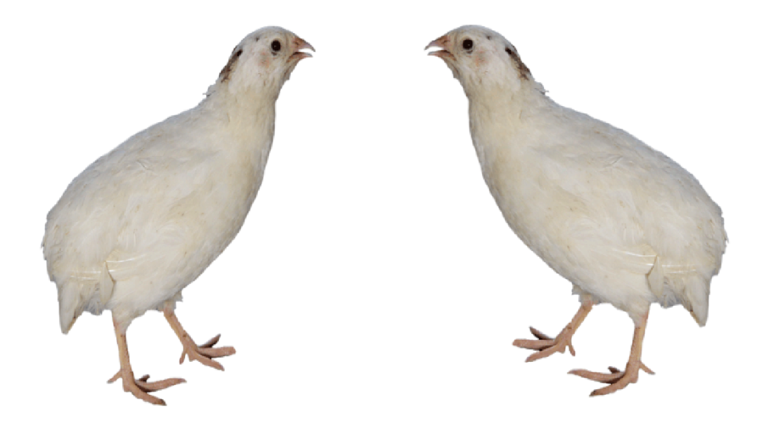 Punjab White Quail