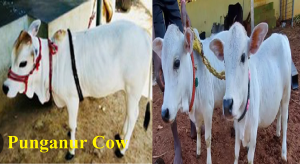 punganur cow