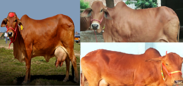 sahiwal cow price in up