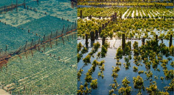 seaweed farming methods