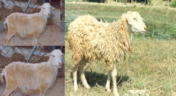 भेड़ पालन से केवल ऊन और मांस ही हासिल नहीं किया जाता है, बल्कि ये आमदनी का जरिया भी है.